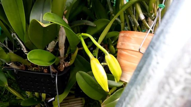 CATTLEYA - Blc Booth Lee 'Venice' 2nd blooming this year смотреть онлайн