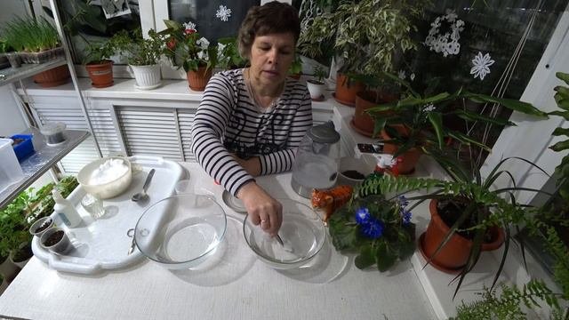 Проращивание семян перца 🌺