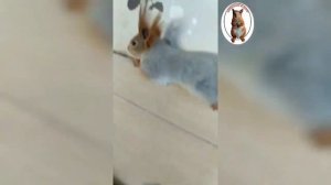 Белка пищит ??? Один из тех звуков, что издаёт белка ?️ Squirrel squeaks