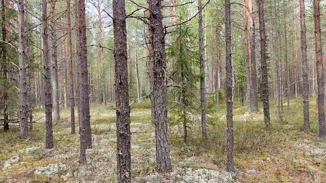 Колесниковы/ Вдруг с дочкой беда случилась, а им все равно// Обзор видео// смотреть онлайн