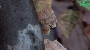 Obična Dvolisnica - Lat. Schizophyllum Commune