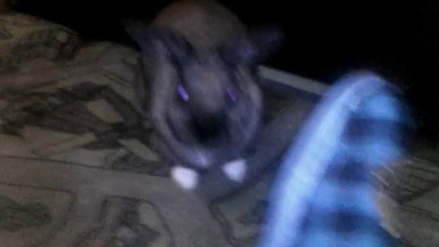 Кролик напал смотреть онлайн