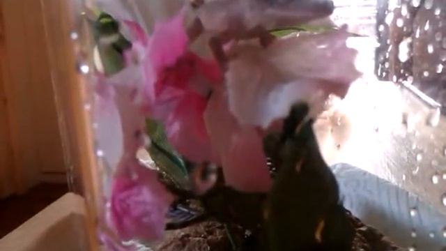 Crested gecko drinking from flower must see смотреть онлайн