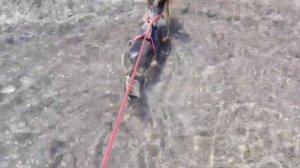 VLOG: отдых в Турции с собакой