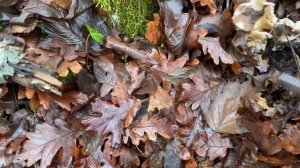 Грибники ОБАЛДЕЛИ! Крым. В начале декабря 2022  чудо -Ежовик желтый.