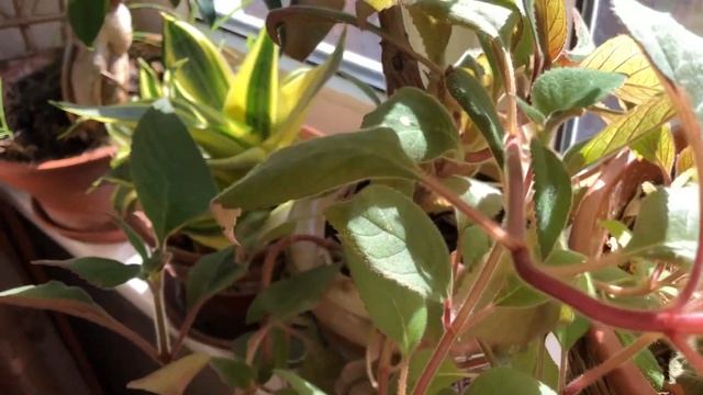 Мой зимний сад смотреть онлайн