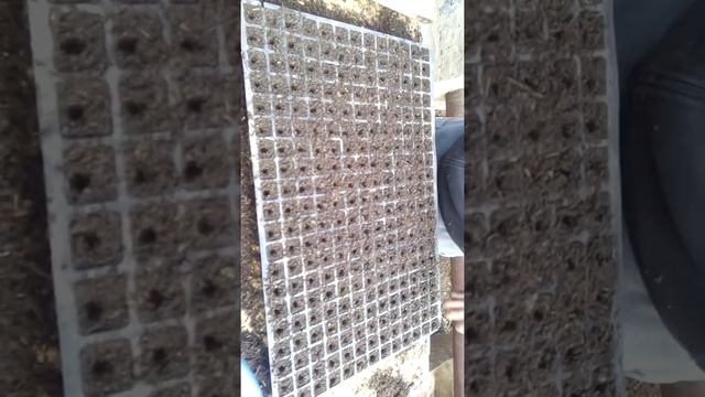 Посев томатов!Обзор маркера под 260 кассету. смотреть онлайн