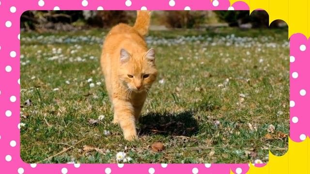 Домашние животные и их детёныши Развивающее видео для детей