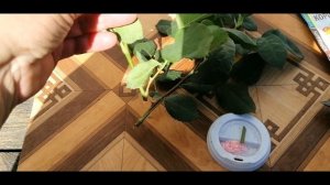??КАК РАЗМНОЖИТЬ РОЗЫ ЛЕТОМ ЧЕРЕНКАМИ. ЛЕТНЕЕ ЧЕРЕНКОВАНИЕ РОЗ