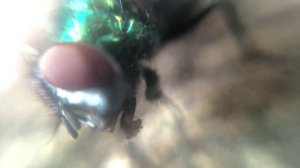 Микроскоп из телефона своими руками