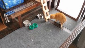 Дикий Рыжий Кот, дерётся, шипит и кусается.