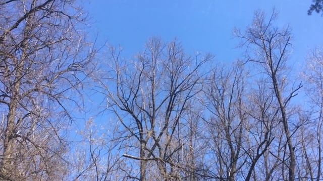Рождествено