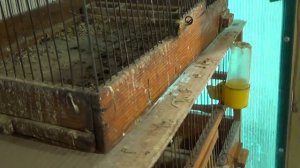 Антибиотики и пробиотики для попугаев. Купил молодок несушек.