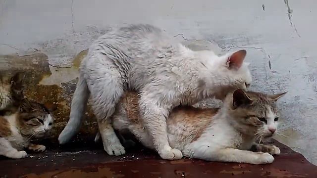 Ржачное видео где четыре кота устроили групповуху смотреть онлайн