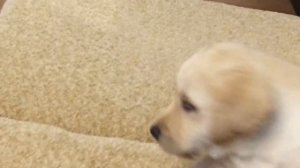 Щенок Лабрадора лает, играет, прыгает, приколы. Ретривер и ребенок