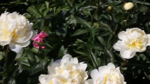 Bridal Shower | R2 Flowers | Peonies