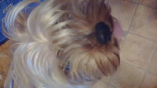 Йоркширский терьер сошёл с ума,не отдает косточку