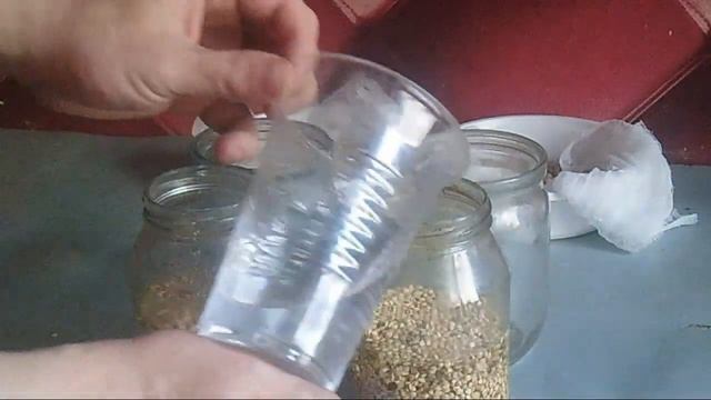 Проращивание зёрен (2 самых простых способа). смотреть онлайн