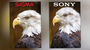 Sigma 150-600 Sport REVIEW vs Sony 200-600 | The Best Wildlife / Sports Lens for Under $2,000?