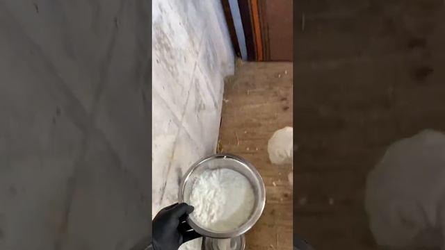 Убираем пищевую агрессию алабая смотреть онлайн