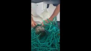 #морскойкотик МОРСКОЙ КОТИК ПОПАЛ В РЫБОЛОВНЫЕ СЕТИ