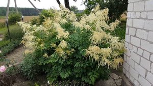 Куст Арункус или Волжанка . Aruncus dioicus .