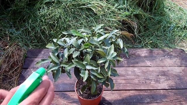 Защита комнатных растений от болезней и вредителей