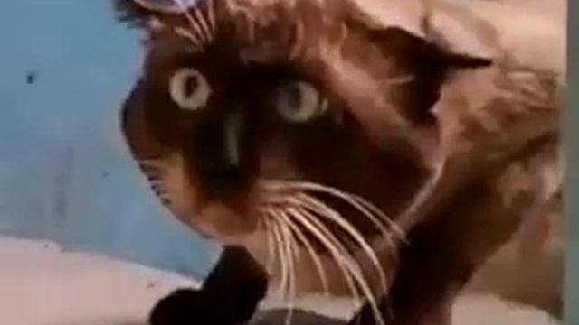 Очень пугливый кот. смотреть онлайн