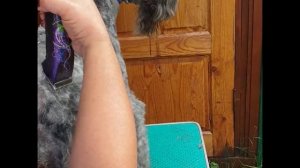 Груминг керри блю терьера для начинающих.  Часть 5. Корпус. Хвост.