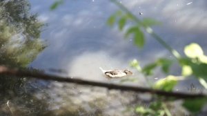 Красивые растения для Пруда ✔️ Что посадить у Водоёма ✔️ Советы От Хитсад ТВ