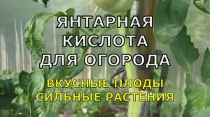 Янтарная Кислота для огорода❗Срочно опрыскайте ПОМИДОРЫ В ИЮЛЕ ДЛЯ  ИММУНИТЕТА И УВЕЛИЧЕНИЯ УРОЖАЯ