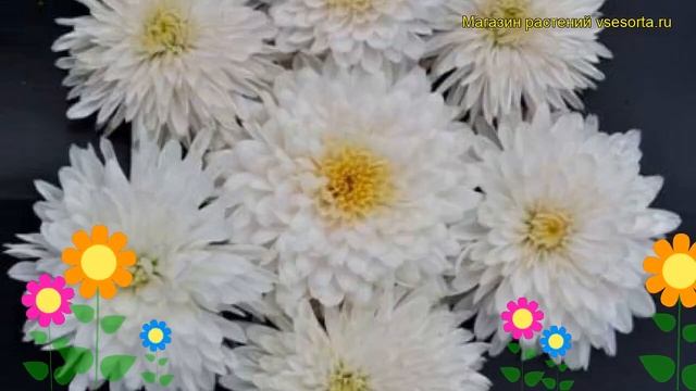 Хризантема девичья Панда. Краткий обзор, описание характеристик chrysanthemum parthenium