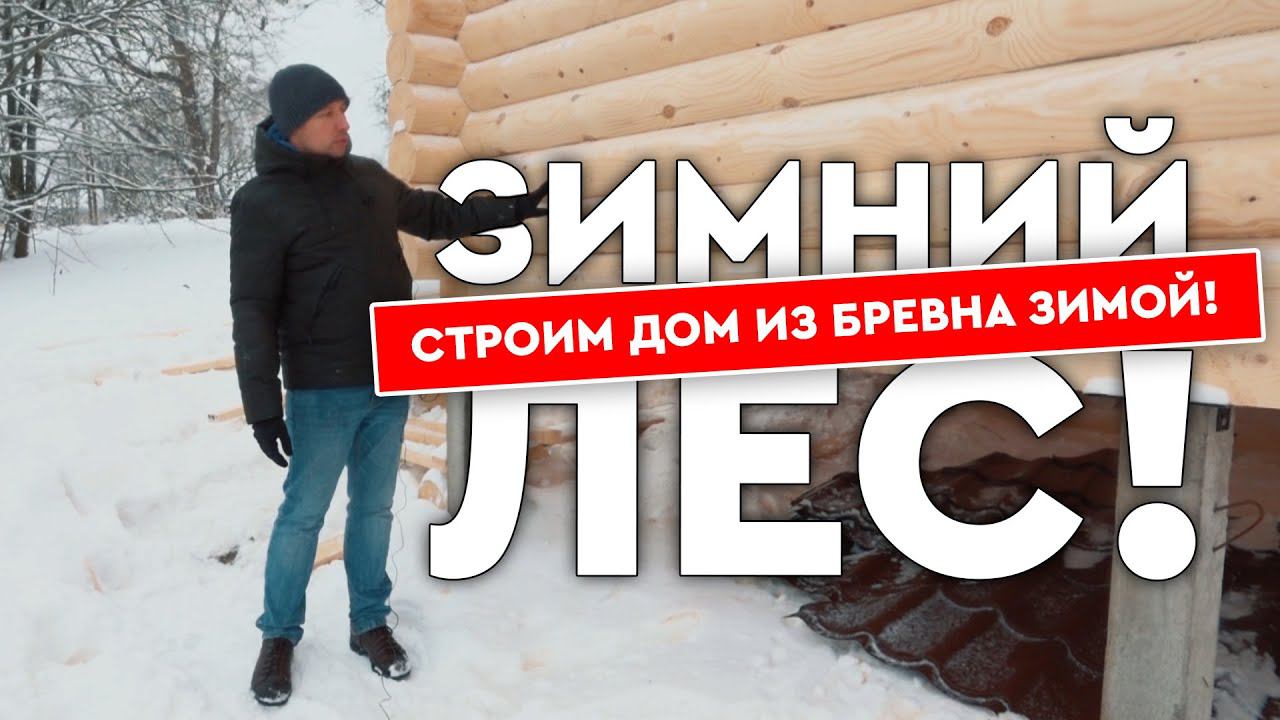 Зимний лес! Стоит ли строить дом из бревна зимой?