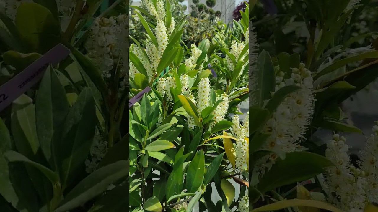 не хватает времени:) но будем стараться:) #garden #plants #flowers #природа #сад #дача