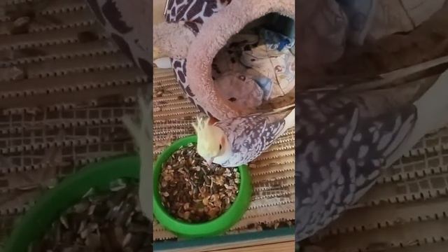 В гостях у морской свинки 😁🦜🐹 смотреть онлайн