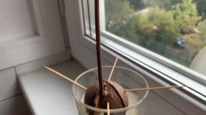 Как вырастить АВОКАДО | Как прорастить авокадо из косточки