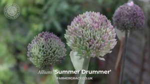 Allium 'Summer Drummer' - FarmerGracy.co.uk