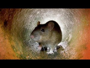 Крысиный волк, крысоед, крыса - канибал - 100% это он