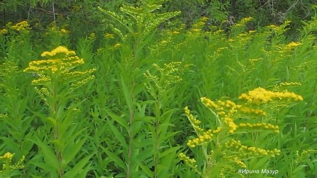 Золотарник канадский. Польза и применение. смотреть онлайн