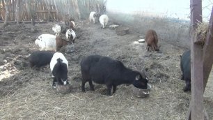 Сколько камерунских коз нужно, что бы обеспечить семью молоком и молочными продуктами