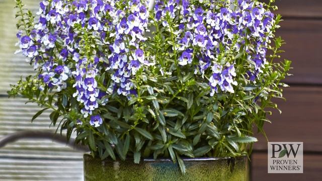 Angelface® Wedgwood Blue Improved Angelonia from Proven Winners смотреть онлайн