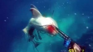 Топ 10 самых больших пойманных рыб