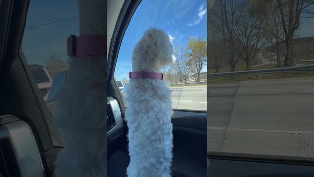 #Bellaenjoyswatchingcars!shortvideo # cutedog ❤️❤️