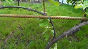 Обязательные весенние работы на винограднике .