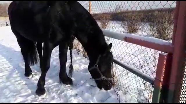 Первая снежная зима фриза Вегера в Сибири, знакомство с нашим первым конем Заливом