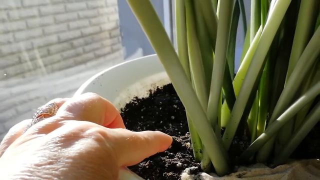 Эухарис земля ,особенности выращивания ,грунт универсальный