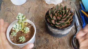 || SUCCULENT FAQ 57 || WHY IS MY SUCCULENT GROWING TALLER INSTEAD OF GROWING WIDE ||