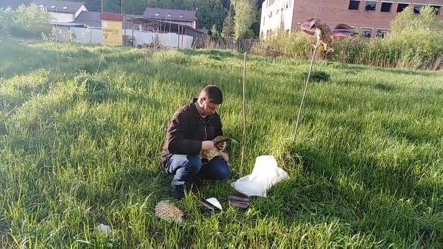 Видео от Плотникова Владимира. Хищник - флюгер! смотреть онлайн