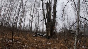 Охота на Куницу .С ЛАЙКОЙ РУССКО ЕВРОПЕЙСКОЙ