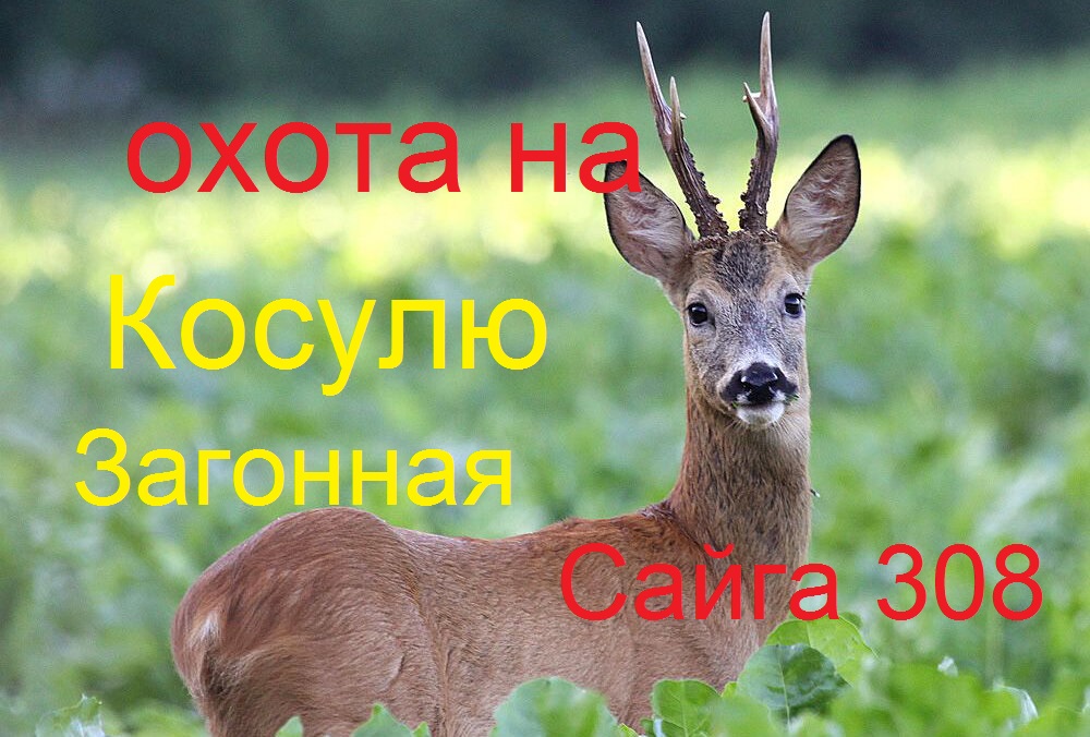 Охота на косулю.2023г.Точный выстрел Сайга 308